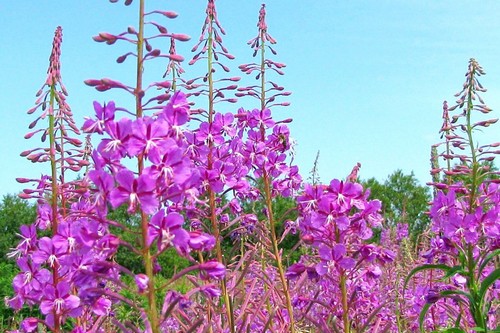 Народные средства