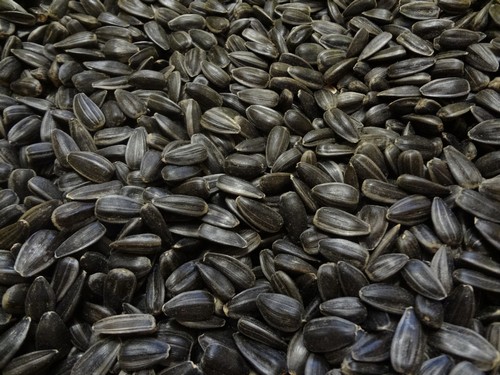 Семечки подсолнуха