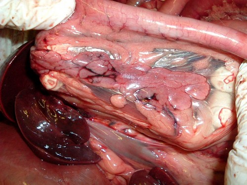 Повышенное выделение панкреатического сока регулировать нет необходимости