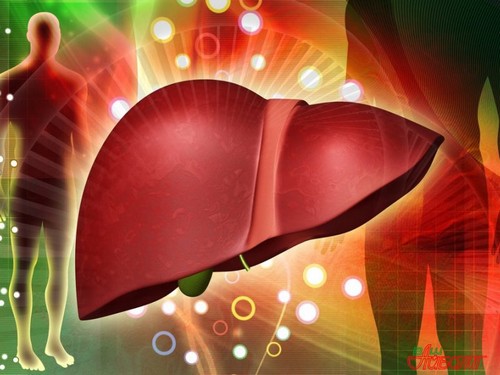 Восстановление печени: медицинские и народные методы