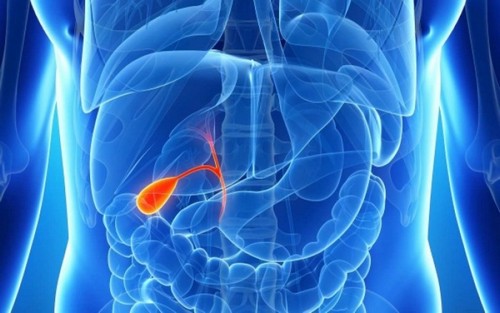 Где находится желчный пузырь и что о нем нужно знать