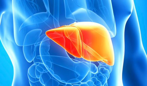 Стеатоз печени – обо всем понемногу