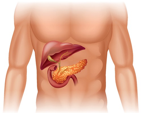 Протоки поджелудочной железы