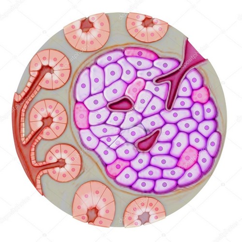 Клетки поджелудочной железы