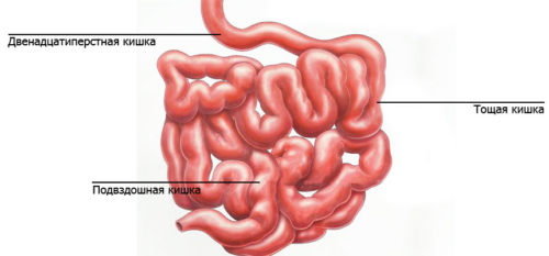Двенадцатиперстная кишка