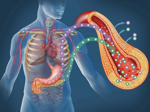 Роль ферментов поджелудочной железы
