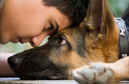 Передается ли энтерит от животных человеку